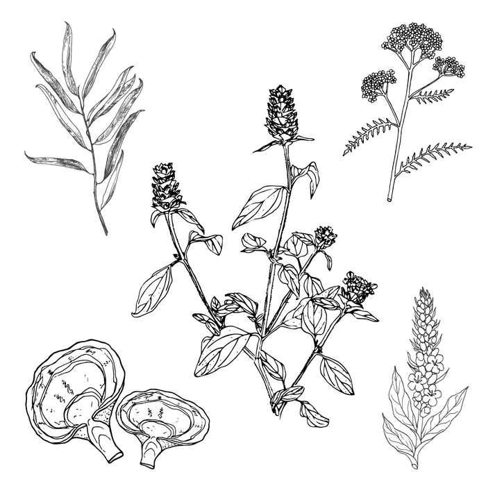 Top 5 Medicinal Plants for Bushcraft