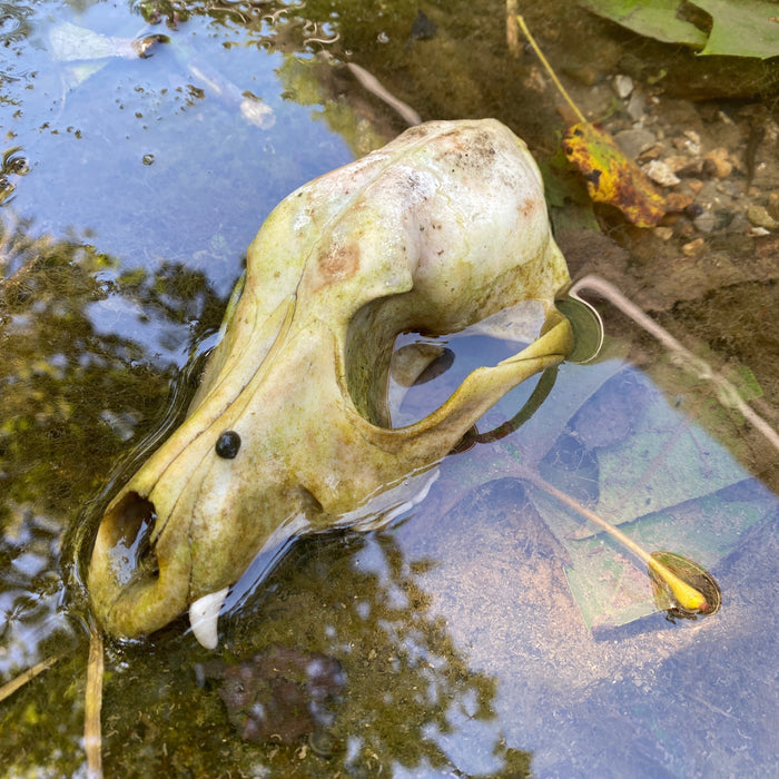 Reading the Secret Signs of Nature