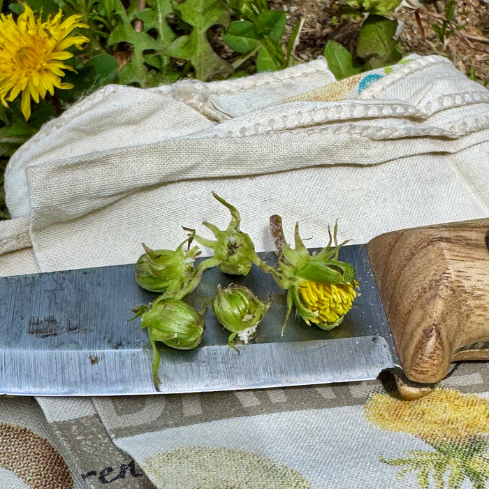 5 Common and Useful Plants That You Can Forage Now