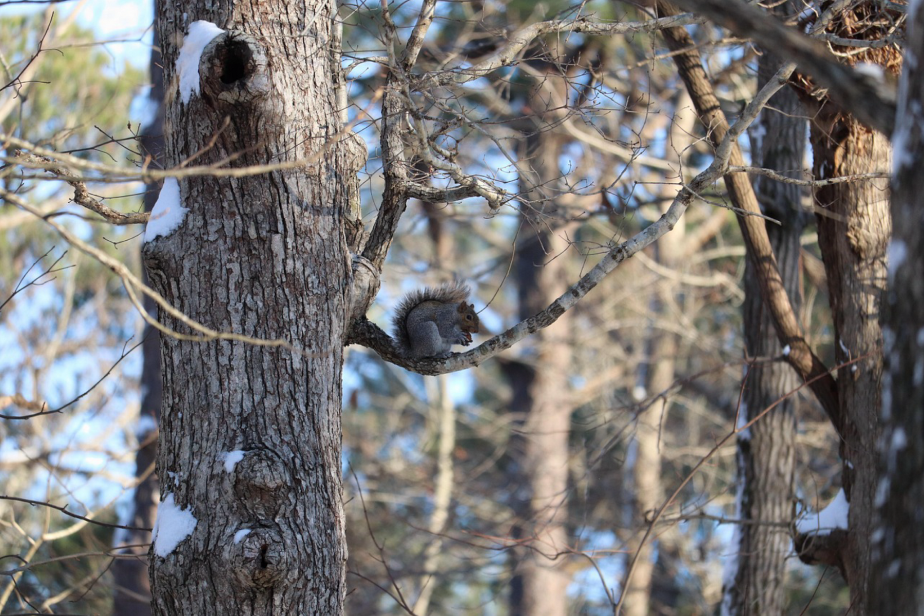 Five Squirrel-Hunting Lessons to Practice at the Fall Gathering