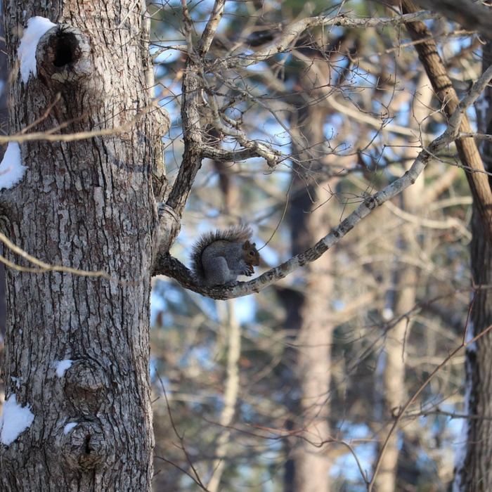 Five Squirrel-Hunting Lessons to Practice at the Fall Gathering