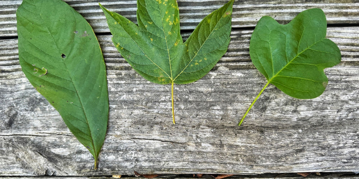 Foraging and Wild Edible Classes at Georgia Bushcraft