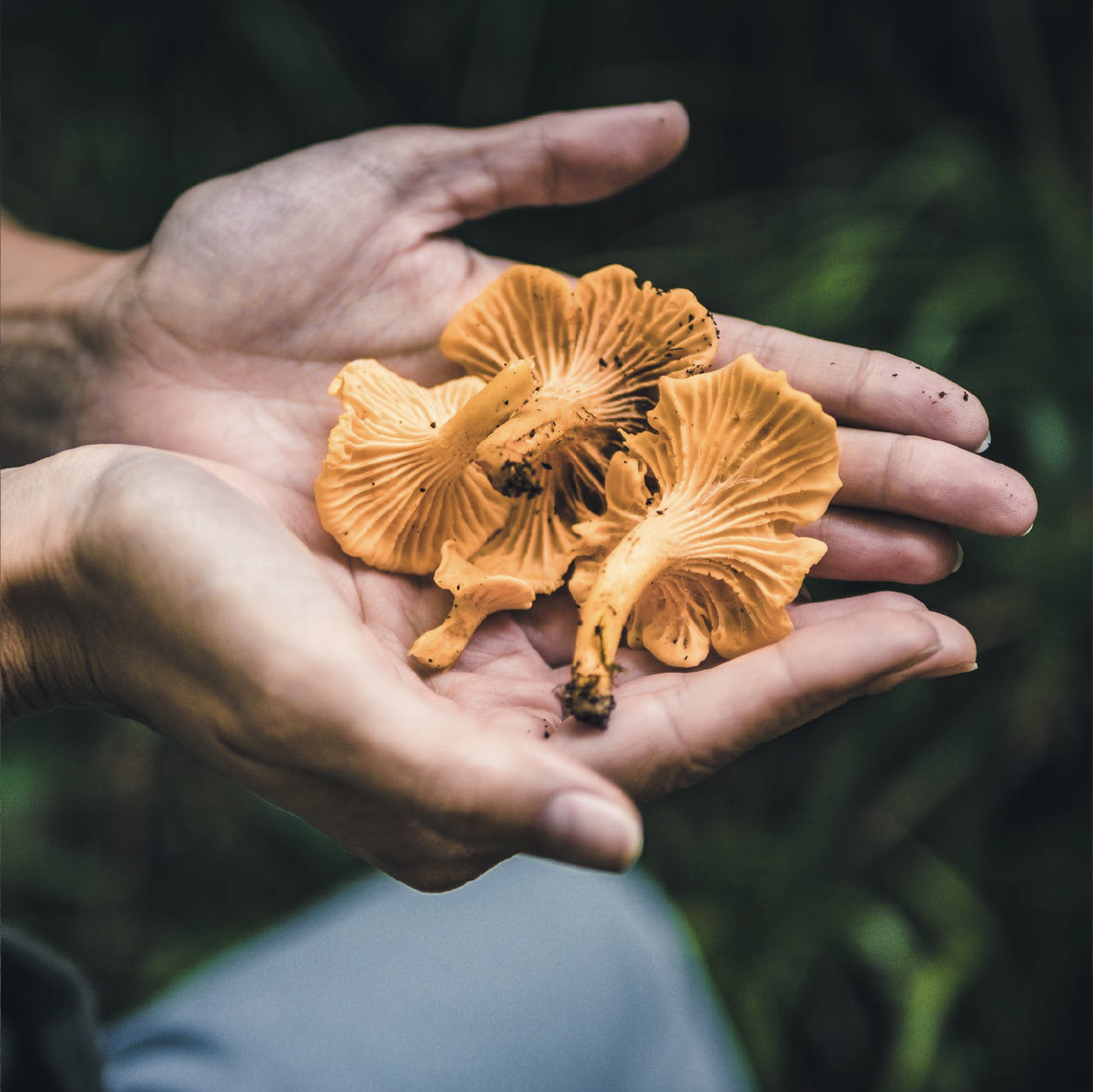 Top 5 Beginner Wild Mushrooms