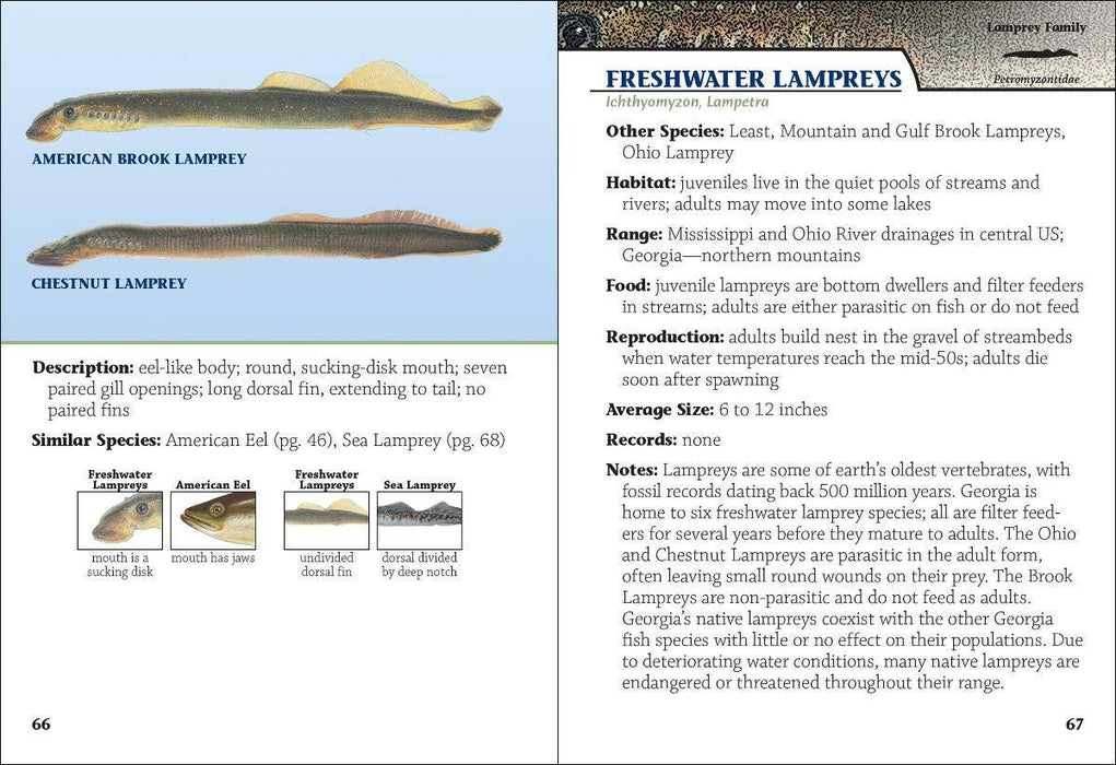 Freshwater Fish of Georgia Field Guide