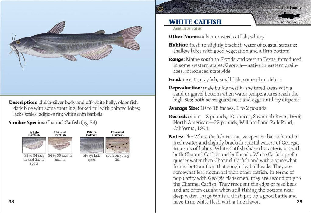 Freshwater Fish of Georgia Field Guide