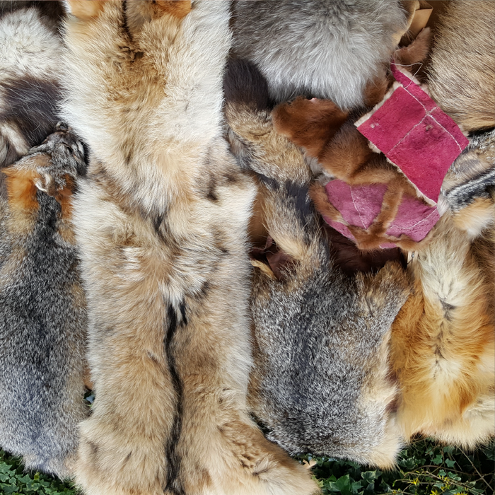 Fox Fur Tanning